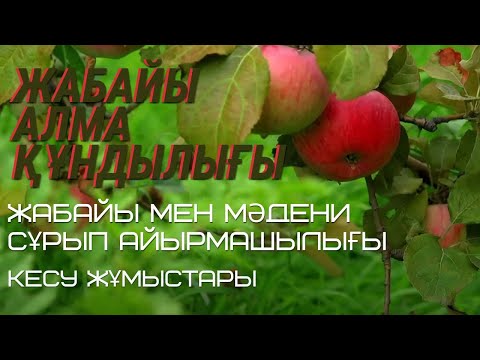 Видео: МӘДЕНИ Сортты ЖАБАЙЫДАН ҚАЛАЙ АЖЫРАТАМЫЗ, күтілмеген алманы кесу