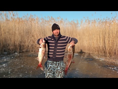 Видео: Qishda balıq 🐟 ovi. Muzda baliq 🐟🐟🐟 ovlash.Зимняя рыбалка#baliq #fishing #рыбалка