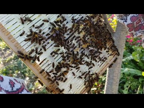 Видео: ЭФФЕКТИВНАЯ ТЕХНОЛОГИЯ БОРЬБЫ С КЛЕЩОМ ВАРРОА!!!  ИЗОЛЯЦИЯ МАТОК. НЕТ РАСПЛОДА -- НЕТ ПРОБЛЕМ!!!