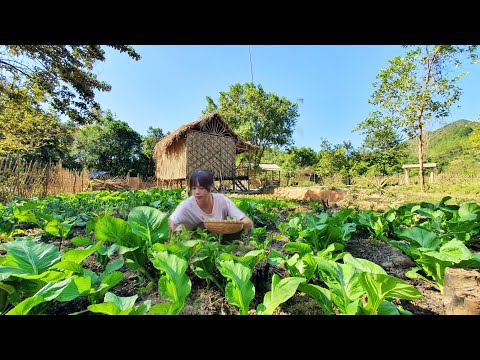 Видео: Полное видео: 90 дней строительство бамбукового домика для собак, садоводство, сбор урожая, уход за