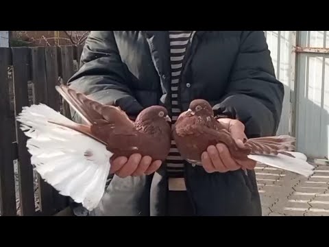 Видео: Голуби Дьяченко В.В. Холодная Балка.