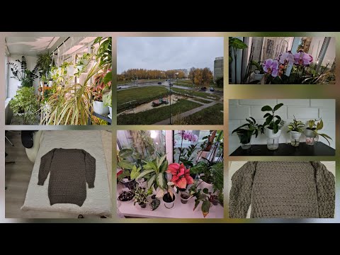 Видео: 25.10.2025 г Мои хобби/ Комнатные растения/ Моё вязание