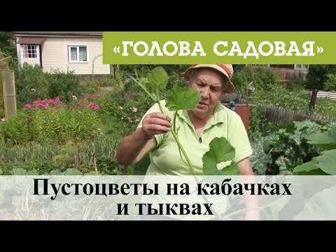 Видео: Голова садовая - Пустоцветы на кабачках и тыквах