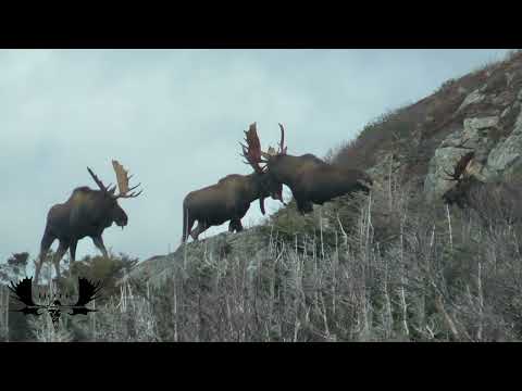 Видео: Дэнни и Дэниелс: охота на лося