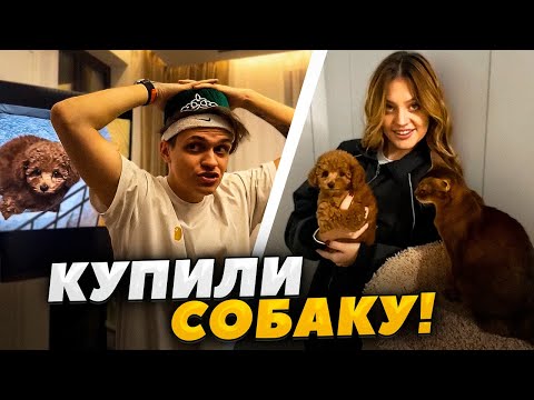 Видео: БУСТЕР И ДИЛАРА ЗАВЕЛИ СОБАКУ!