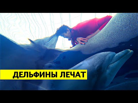 Видео: ДЕЛЬФИНОТЕРАПИЯ | СИСТЕМА ВОСПИТАНИЯ