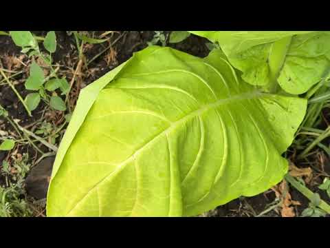 Видео: Табак-сорт Спектр 