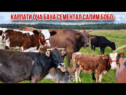 Видео: Моли Салим бобо дачаи Ғозиен Карпат Сементал  оча бача 21 октября 2025 г.