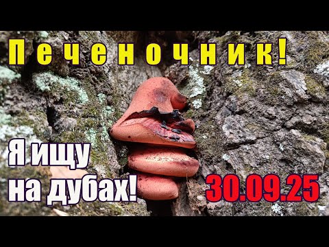 Видео: Грибы в конце сентября. Печеночник я ищу  на дубах! Поход  за грибами  в лес 30.09.25