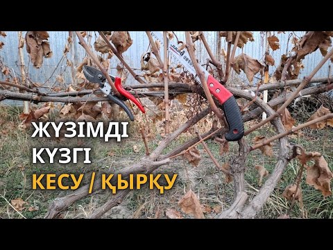 Видео: Жүзімді қысқа көмуге дайындау | кесу, қырқу