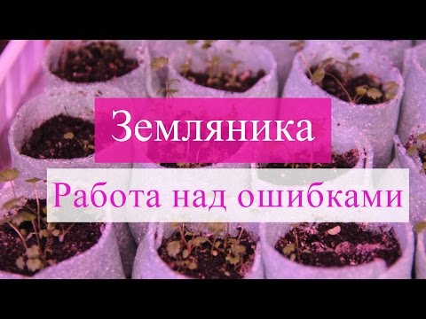 Видео: Рассада земляники. Работа над ошибками.