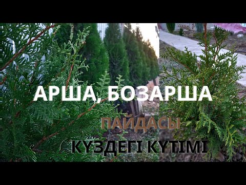 Видео: СӘНДІК АҒАШТАРДЫҢ КҮЗДЕГІ КҮТІМІ. АРША, БОЗАРША ПАЙДАСЫ #garden #бақ