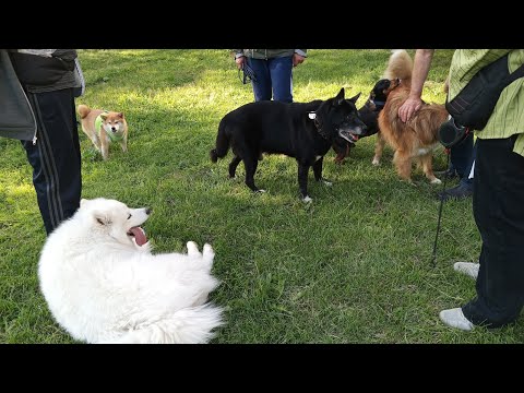 Видео: Компания Юм Злата феликс Шуся