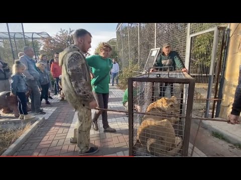 Видео: Как мы перевозили львицу Медею в НОВЫЙ ВОЛЬЕР !