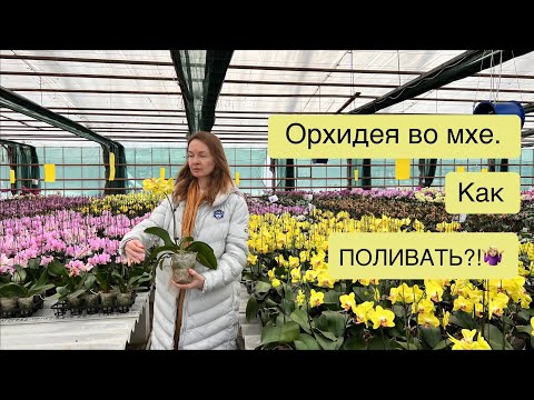 Видео: Мох в качестве грунта. Как не допустить перелива?