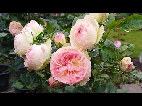 Видео: 🌹Розы из питомника Аккиевых🌹