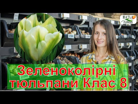 Видео: Тюльпани Зеленоколірні 8 Клас