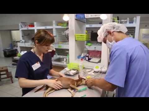 Видео: ВЕТЕРИНАРЫ СЕРИЯ 2