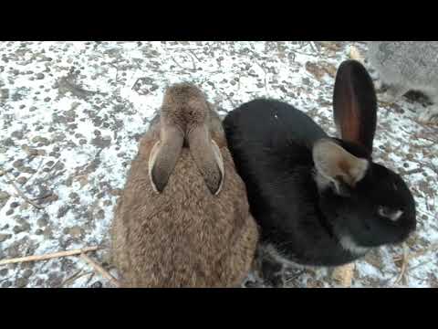 Видео: кролики в вольере