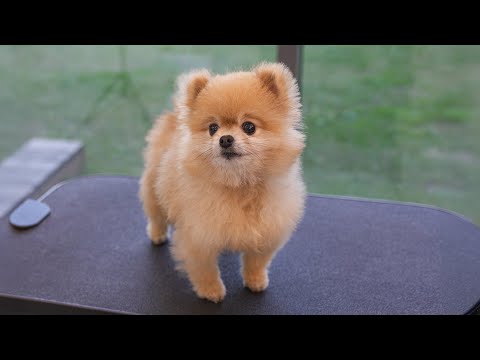 Видео: Щенок с красивыми бровями.