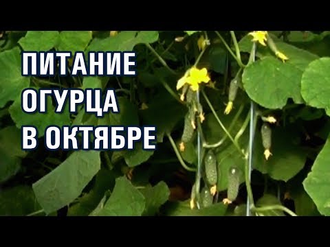 Видео: ПРО ПИТАНИЕ ОГУРЦА В ОКТЯБРЕ (07-10-2019)