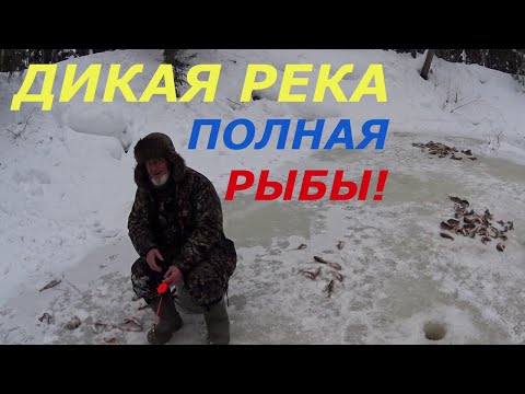 Видео: Рыбалка на дикой реке. Окунь как из пулемёта.