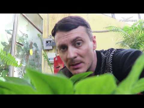 Видео: ДРИМИОПСИС 🌿Особенности и уход за домашними цветами 🌺