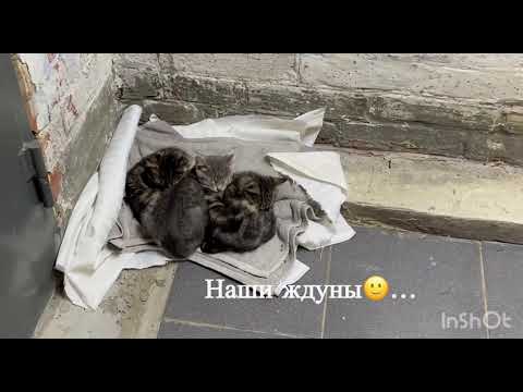 Видео: КУПИЛИ ХАТУ НА КУБАНИ🏡ПОСЛЕДНИЕ ДНИ ОТПУСКА ДАЧНИКОВ🏡
