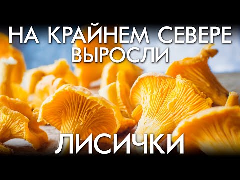 Видео: НА КРАЙНЕМ СЕВЕРЕ ВЫРОСЛИ ЛИСИЧКИ / ГЛОБАЛЬНОЕ ПОТЕПЛЕНИЕ