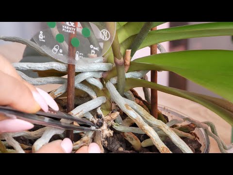 Видео: ХИТРО обновляю посадку и омолаживаю орхидею.