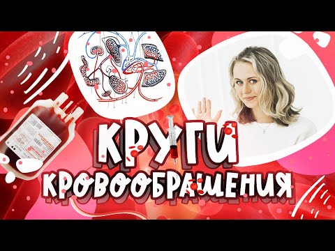 Видео: Круги кровообращения