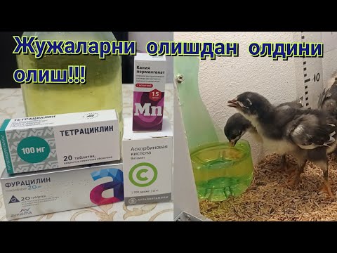 Видео: ЖУЖА БОКИШ КАСАЛ БУЛИШДАН ВА ОЛИШДАН ОЛДИНИ ОЛИШ! 😱😱😱