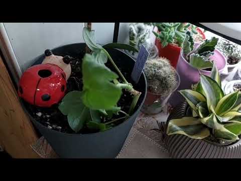 Видео: Обзор👀 моей коллекции растений🪴 часть 1 ❤️
