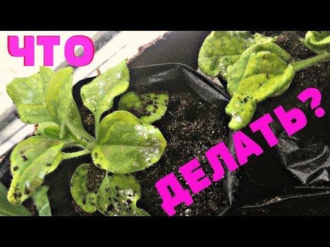 Видео: Почему погибает петуния? Как спасти рассаду?