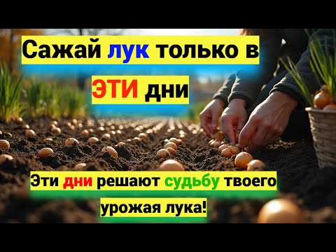 Видео: Когда ПРАВИЛЬНО садить озимый ЛУК. Точные СРОКИ для богатого урожая.
