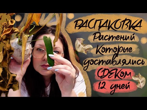 Видео: Распаковка растений из Эквадора . Антуриумы филодендроны. Короб ко мне ехал очень долго 12 дней