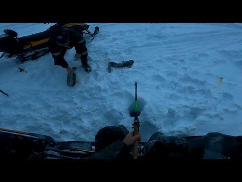 Видео: Налим на зимнюю удочку