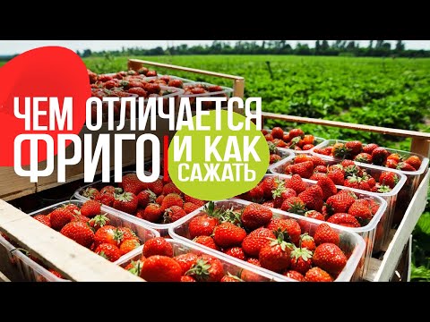 Видео: Рассада фриго: чем отличается и как сажать!