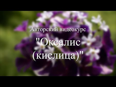 Видео: Проморолик к видеокурсу "Оксалис (кислица)"