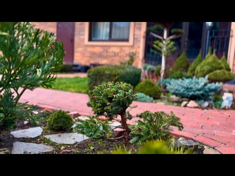 Видео: МОЖНО ЛИ СФОРМИРОВАТЬ ЕЛЬ “PUSH” В СТИЛЕ НИВАКИ? ДАВАЙТЕ ПОПРОБУЕМ? ПЕРВАЯ СТРИЖКА! ✂️🌳