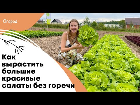 Видео: Как вырастить большие красивые салаты без горечи | Тепличные дела