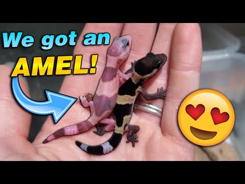 Видео: У нас появились детеныши толстохвостых гекконов!!