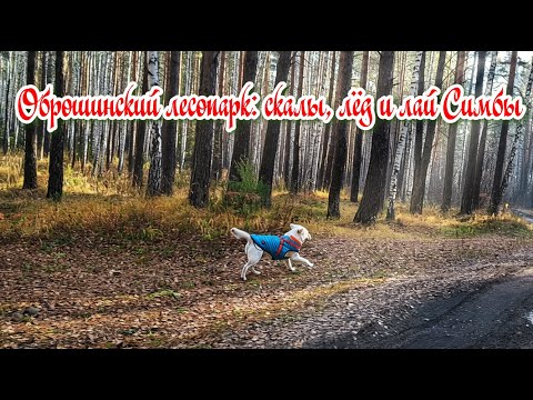 Видео: Оброшинский лесопарк: скалы, лёд и лай Симбы