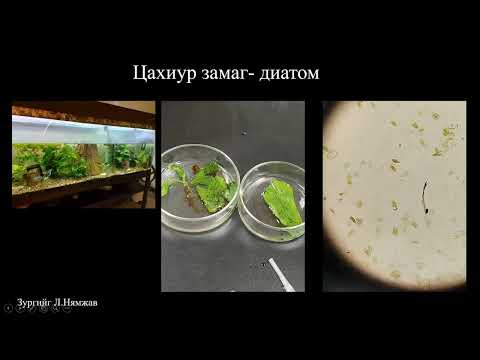 Видео: Биологийн хичээл №3 Протистын аймгууд - Эгэл биетнүүд