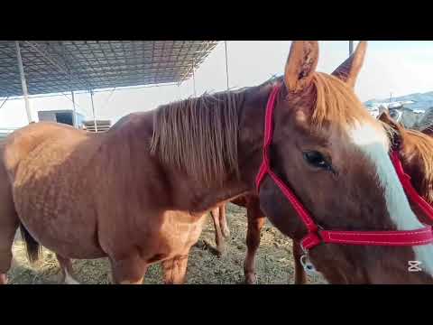 Видео: ЖЫЛКЫ БАЗАР ТОКМОК МАЛ БАЗАР АТТАР БЭЭЛЕР ТАЙЛАР 16-Ноябрь 2025ж