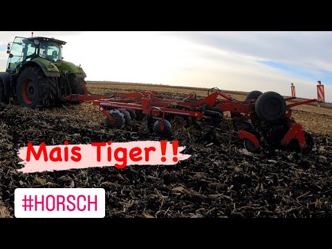 Видео: Horsch Tiger 4 MT‼️ Неперевершена робота по кукурудзі‼️ #claas #horsch