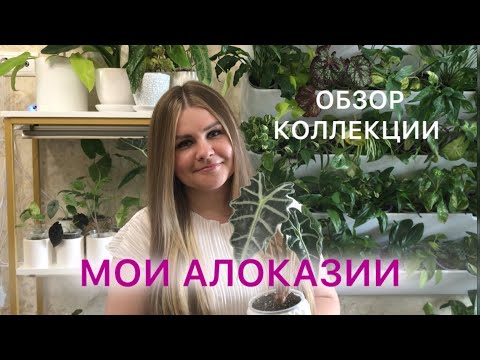 Видео: Мои АЛОКАЗИИ | Обзор коллекции