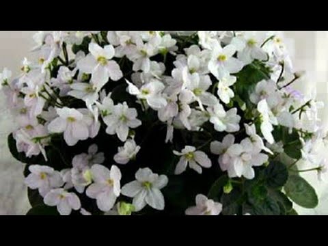 Видео: 20.04.21.ФИАЛКА Milky  way сажаем пасынки.