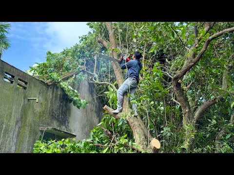 Видео: Опасные методы рубки деревьев, применяемые экспертами, вас шокируют