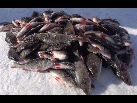 Видео: Ловля окуня зимой на блесну и балансир. Раздача окуня 2018. Ильмень. Крупный окунь.